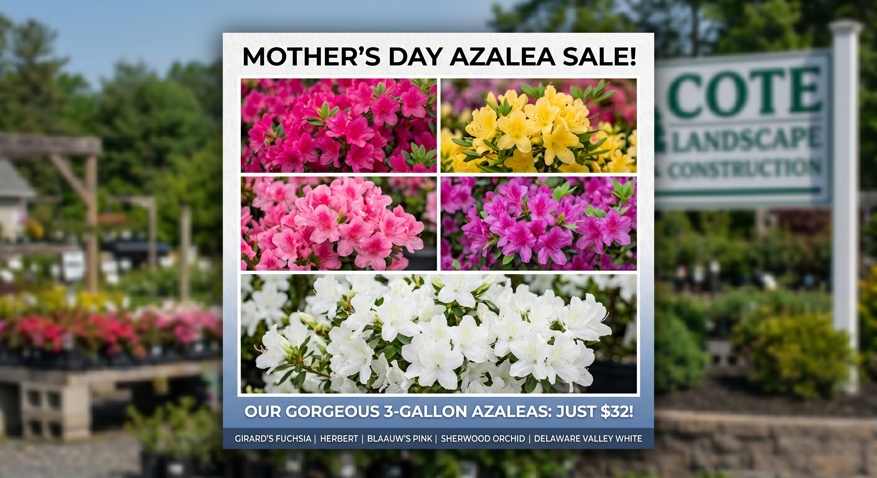Premium Azaleas